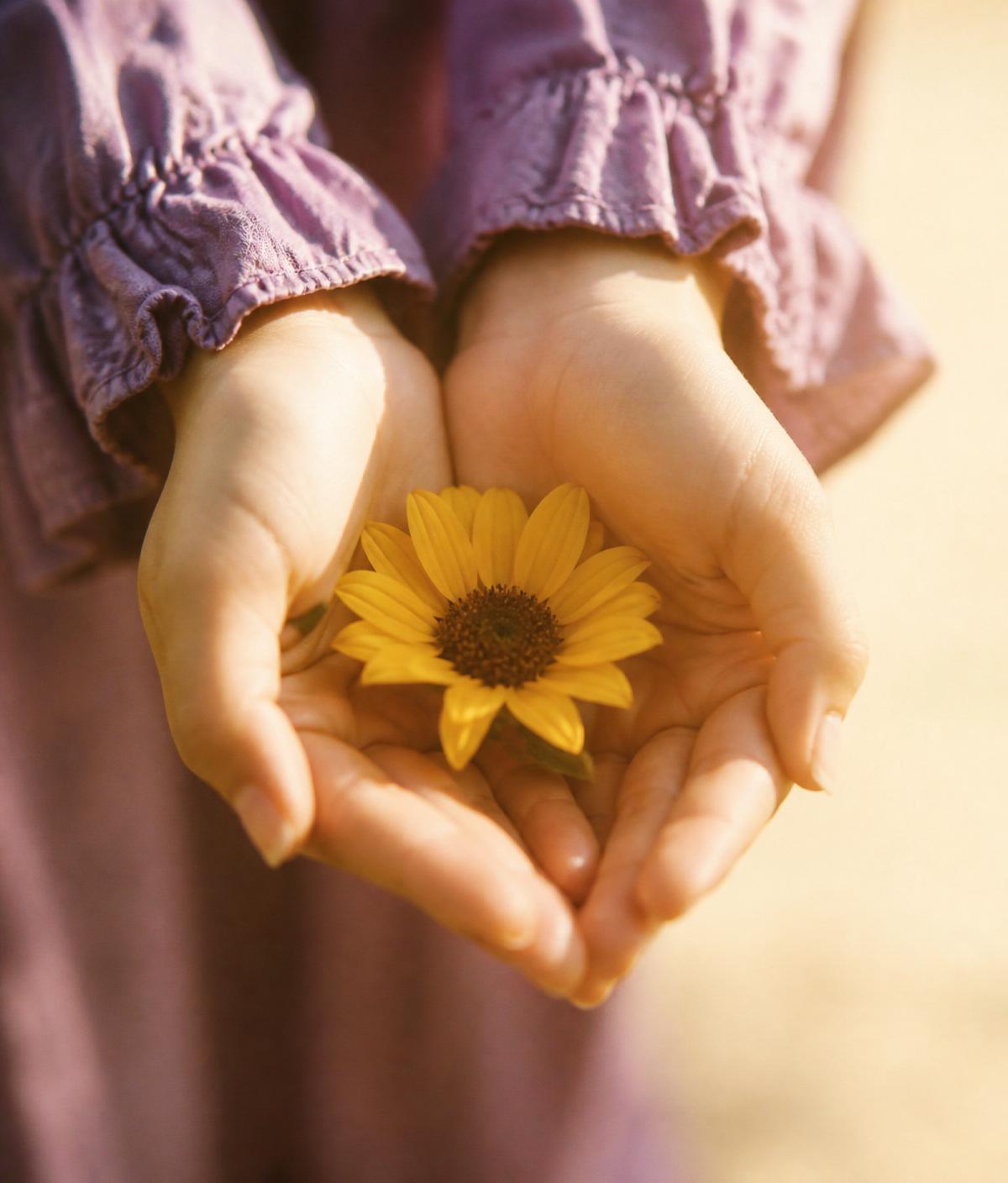 Cupped hands holding a small sunflower in warm golden light