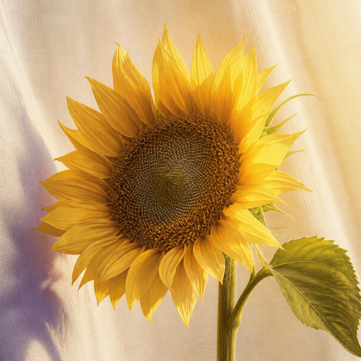 A single sunflower in soft golden light against ivory linen